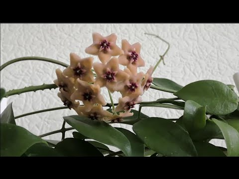 Видео: Цветут хойи💚Hoya sp. Ovalau Island.Pubicalyx "Pink Dragon". Erythrina.Mindorensis. Purpureofusca.