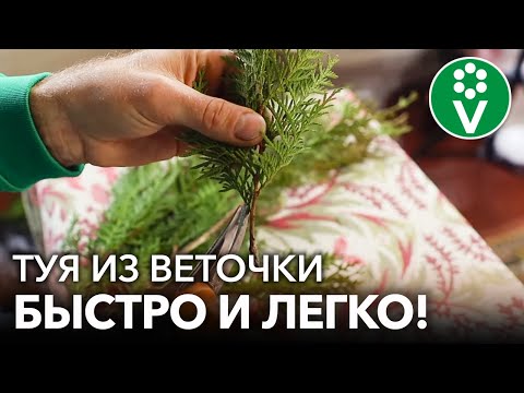 Видео: Как вырастить ТУЮ ИЗ ВЕТОЧКИ? Самый простой и эффективный способ черенкования туи зимой