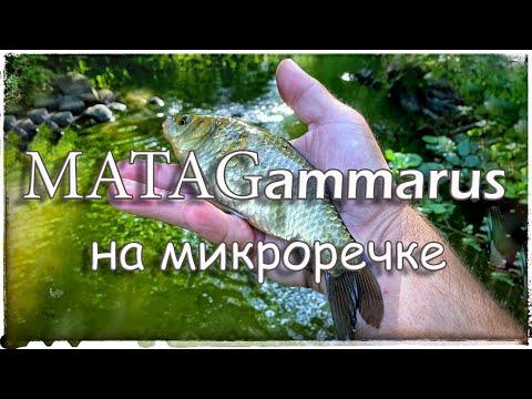 Видео: Матагамарус на микроречке