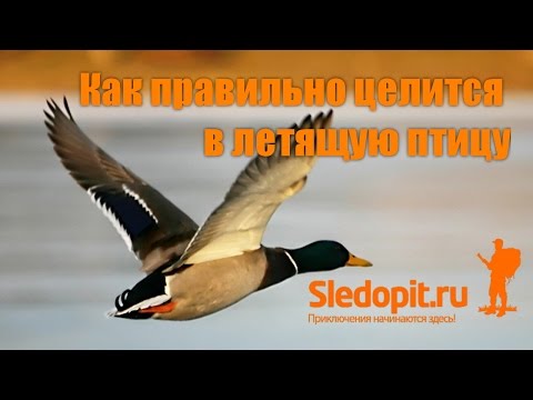Видео: Как целится в летящую птицу. Рассмотрим на примерах