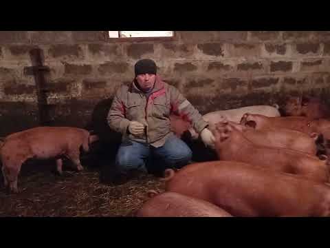 Видео: Польский Рецепт, Стартового Корма Для Свиней .В месяц не меньше 10 кг