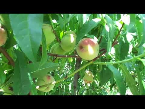 Видео: Персики каждый год - всего 4 шага.