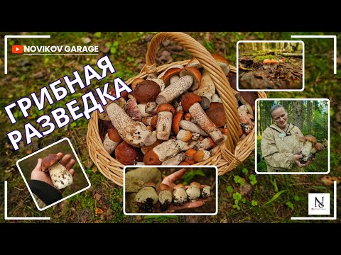 Видео: Грибная разведка 19 августа 2025. Всеволожский район.