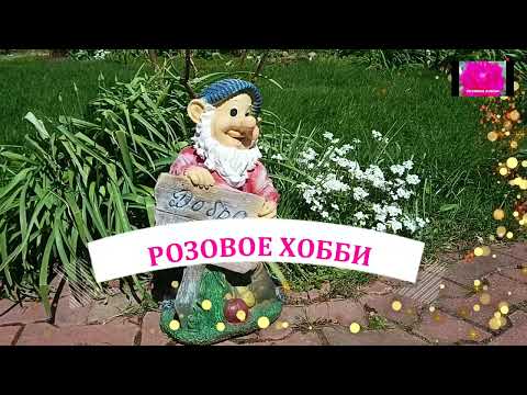 Видео: ВОССТАНАВЛИВАЕМ РОЗЫ ПОСЛЕ ЗАМОРОЗКОВ. НАЧИНАЮЩИМ