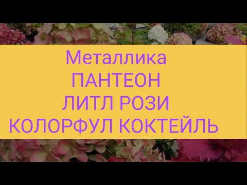 Видео: Гортензии 18 сентября 2023 г.Металлика, Пантеон, Колорфул коктейль, Литл Рози,Литл блоссом, Би Грин