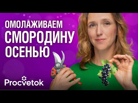 Видео: ДАЖЕ СТАРЫЕ И ЗАПУЩЕННЫЕ КУСТЫ СМОРОДИНЫ ДАДУТ ОГРОМНЫЙ УРОЖАЙ, если их обрезать так осенью!