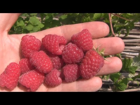 Видео: Сорт Малины Ляшка, Лячка. особенности сорта.