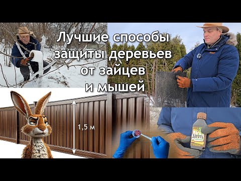 Видео: Лучшие способы защиты деревьев от зайцев и мышей