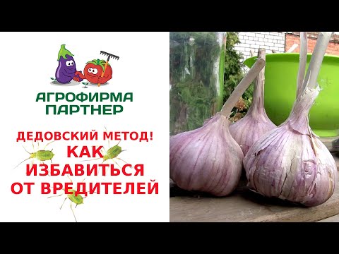 Видео: ДЕДОВСКИЙ МЕТОД! КАК ИЗБАВИТЬСЯ ОТ ВРЕДИТЕЛЕЙ