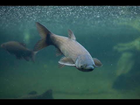 Видео: Виды карповых рыб. Белый амур и черный амур (китайская плотва)  Краткое описание вида.