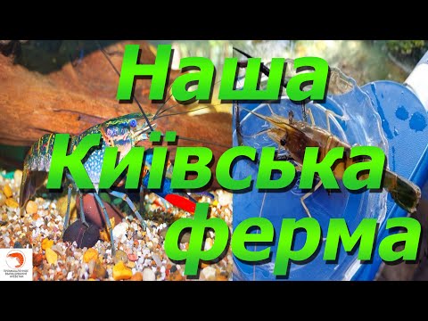 Видео: Наша Київська ферма по Аккр(австралійський рак) та Креветка