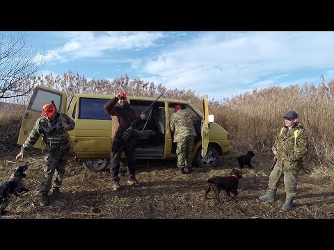 Видео: 26 выход - охота с русскими спаниелями