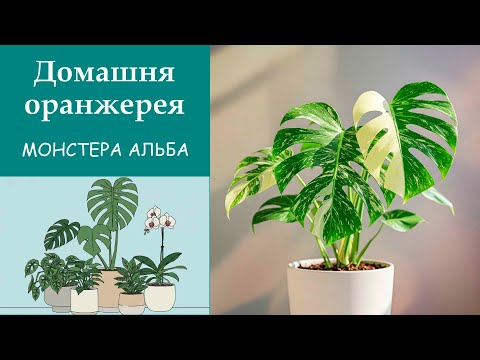Видео: Монстера Альба