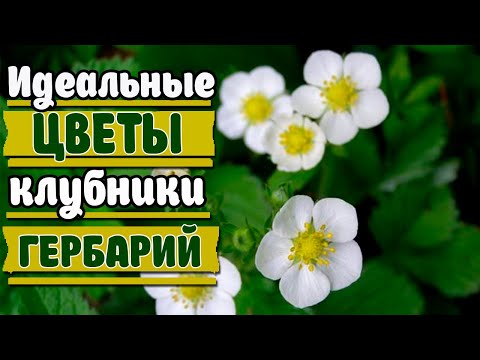 Видео: Как засушить цветы для эпоксидной смолы Идеальная сушка цветов клубники.