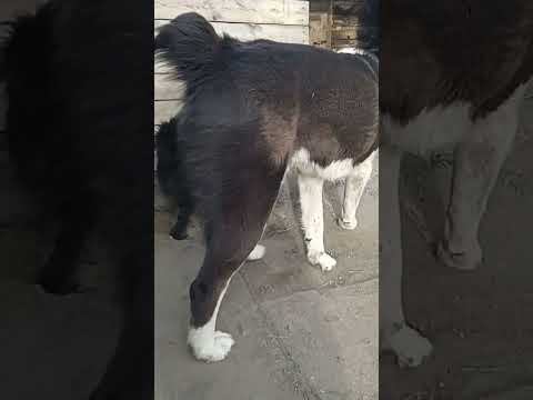 Видео: Миша в гостях у Рема👅помочь мне на корм животных Сбербанк,Тинькофф+7 902 595 27 93