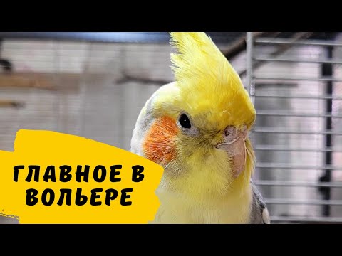 Видео: Обустройство вольера попугаев и клетки воробьишки. Начало.