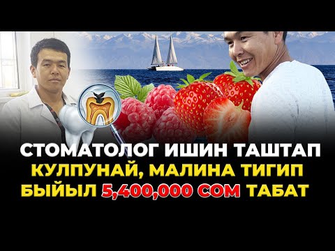 Видео: КУЛПУНАЙ же МАЛИНА, кайсынысы КИРЕШЕЛҮҮ?