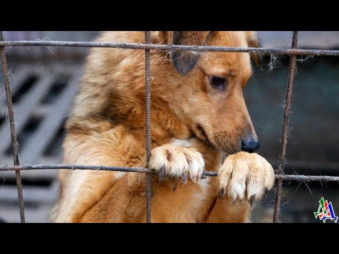 Видео: Больше всего на свете ПЁС ненавидел волонтёров