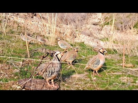 Видео: 18 ноября 2024 г.