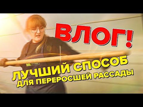 Видео: РАССАДА ТОМАТОВ ВЫТЯНУЛАСЬ. ПРОСТОЙ И БЫСТРЫЙ СПОСОБ ПОСАДКИ В ГРУНТ