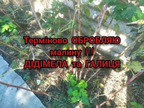 Видео: СОХНЕ МАЛИНА-ДІДІМЕЛА ПЛАНАТА ТА ПАГОНОВА ГАЛИЦЯ-ПОЗБАВЛЯЄМОСЬ НАЗАВЖДИ!!!