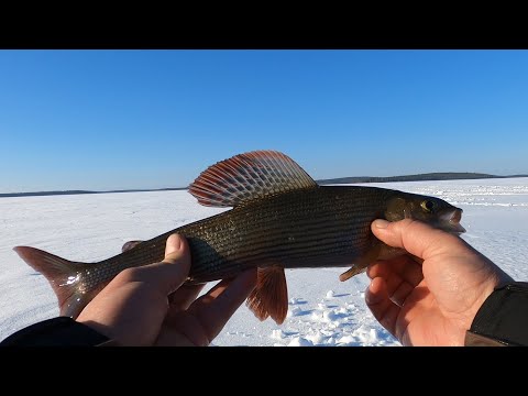 Видео: Рыбалка на севере Карелии. Топозеро. Часть 2.