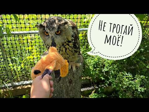 Видео: Пёс Кубик дружит кошку Морошку. Возвращаю плюшевую лисичку сове Ёлке