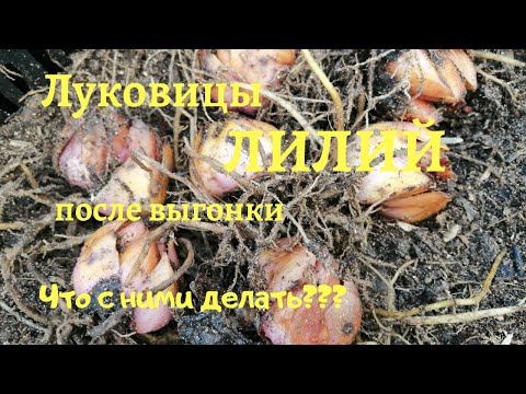 Видео: Луковицы лилий после выгонки. Сажать или нет!!!