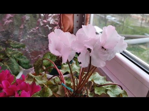 Видео: Цикламены.(Cyclamen) Как я удаляю рога у цикламена.