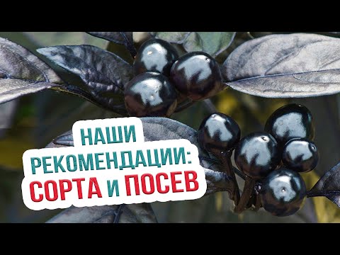 Видео: Лучшие сорта острого перца. Рекомендации по посеву острого перца семенами на рассаду