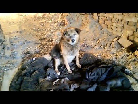 Видео: 🔴Пёс живёт в заброшке на куске тряпки и ему больше некуда идти | и что у него висит с боку ?😲🥺