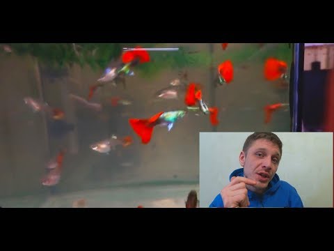 Видео: ГУППИ!!! 1 ЧАСТЬ.