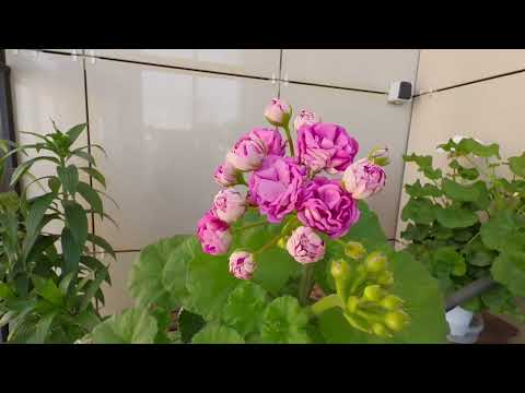 Видео: 25 мая 2024 г.