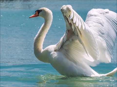 Видео: Перелетные птицы. Пение, звуки. Развивающее видео