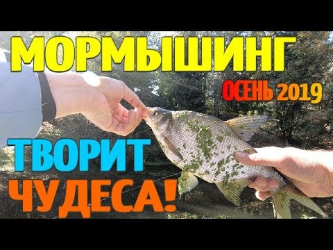 Видео: Рыбалка 2019 Мормышинг творит чудеса!!! Осенняя рыбалка