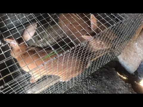 Видео: Первая случка бургундских кроликов, в клетке. Размножение кроликов. Мои кролики. Дачная Жизнь ТВ.