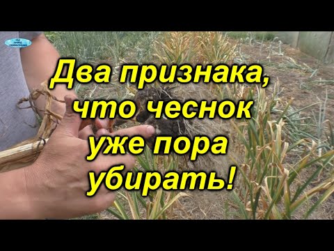 Видео: Срочно убираем чеснок - основные признаки, что  чеснок пора убирать.