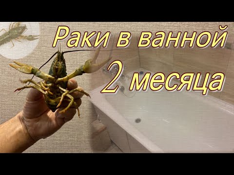 Видео: Содержание раков в ванной. 2 месяца.