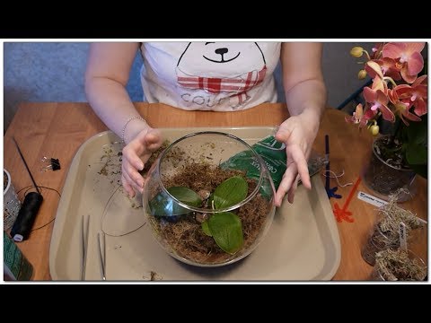Видео: 100% Работает!!! Реанимация орхидей в тепличке.