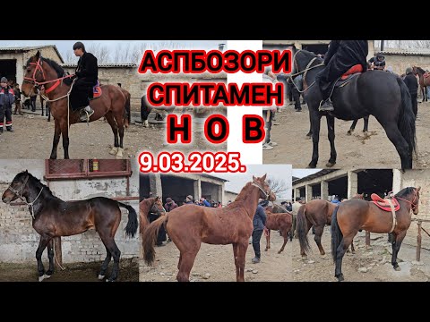 Видео: АСП БОЗОРИ ХУДЧАНД СПИТОМЕН НОВ АСПХОИ БУЗИ ТОЙ 9-Март 2025г