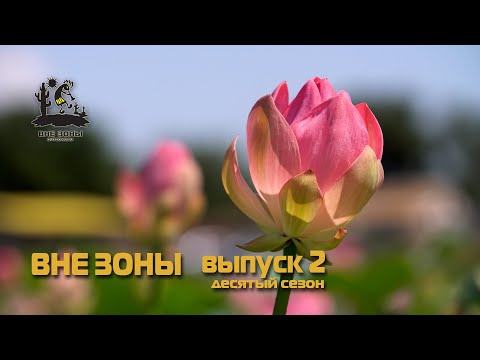 Видео: ВНЕ ЗОНЫ  День Лотоса