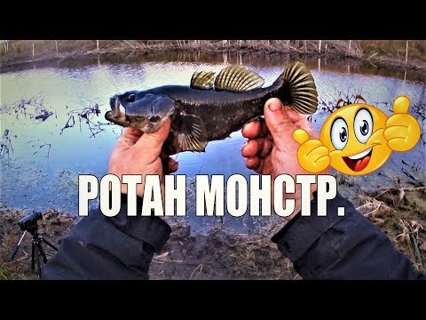 Видео: Ротан на поплавок и боковой кивок  Осенний Монстр