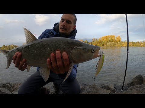 Видео: Жерех выбирает Рудру!