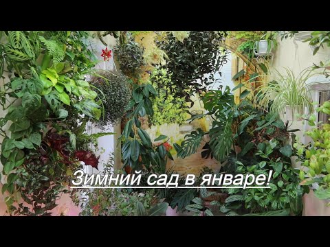 Видео: Обзор зимнего сада, мои комнатные растения, январь 2025!