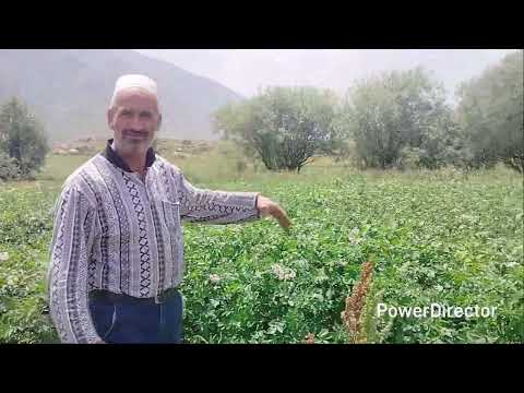 Видео: 24 июля 2025 г.Махмачони бобои Дона картошкапарвар дар худи Н Сангвор Собик тавилдара Ч Д Заршуён 