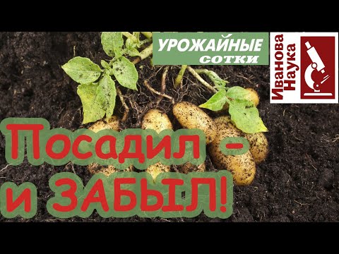 Видео: КАРТОФЕЛЬ ДЛЯ ЛЕНИВЫХ! Этот сорт не болеет, не требует особого ухода и удобрений.