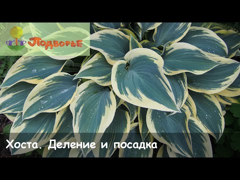 Видео: Хоста. Деление и посадка.