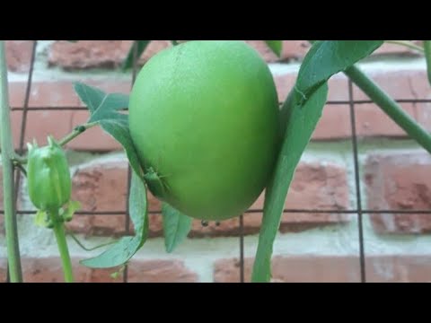 Видео: Маракуйя северная, выращивание, размножение, зимовка в грунте 100% перезимует.