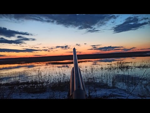 Видео: ВЕСЕННЯЯ ОХОТА С ПОДСАДНОЙ за красивыми кадрами! В охоте ГЛАВНОЕ ПРОЦЕСС!