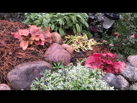 Видео: Мой цветник в ноябре🍁🍂Почвопокровны растения с названиями, барбарисы и верески🍁Семена на 2021г.🍁